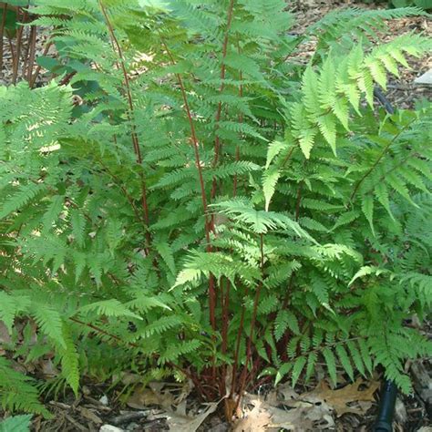 Lady In Red Fern Plants For Sale Growjoy