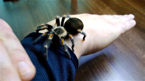 Ptasznik Brachypelma Auratum YouTube