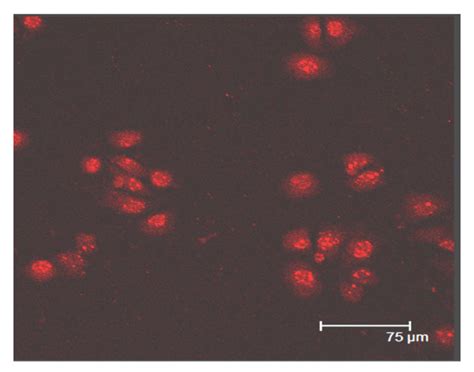 Immunofluorecent Staining Of Sscs Detected Ssea 4 Positive Cells