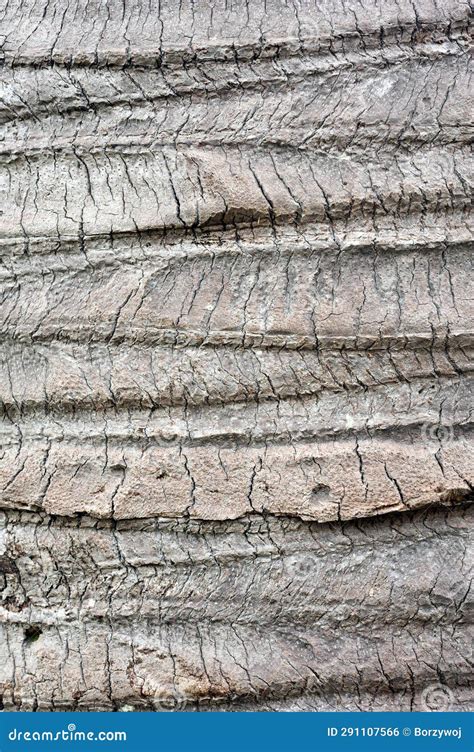 Palm Bark Texture Stock Photo Image Of Detail Rugged