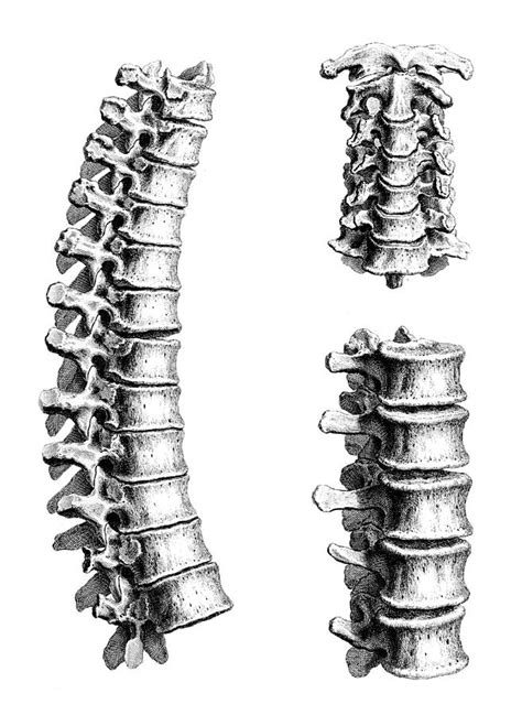 William Cheselden Osteographia 1733 3 Photograph By Science Source