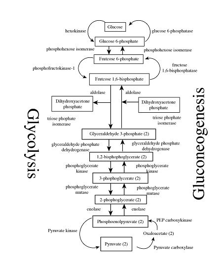 Why aren't the glycolysis and gluconeogenesis pathways the exact ...