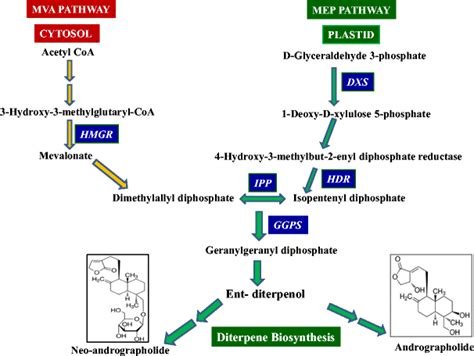 Schematic Representation Of The Biosynthetic Pathway Of Andrographolide