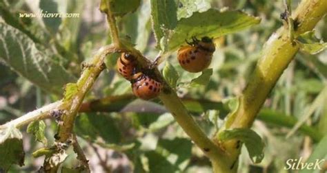 Krumpirove Zlatice Biovrt U Skladu S Prirodom