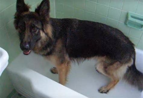 Awesome Cutest Thing Ever This German Shepherd Begs For A Bath