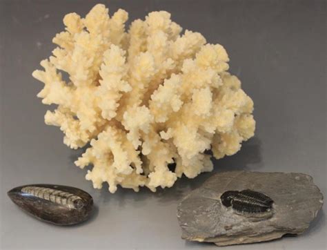 Sold Price Trilobyte And Straight Ammonite Fossils Invalid Date Est
