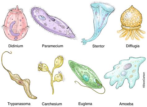 Protozoa Microbiology Laboratory Turkey