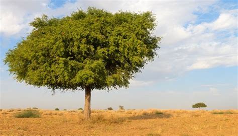 أشجار الغاف في الإمارات كنوز بيئية خضراء تكافح تغير المناخ