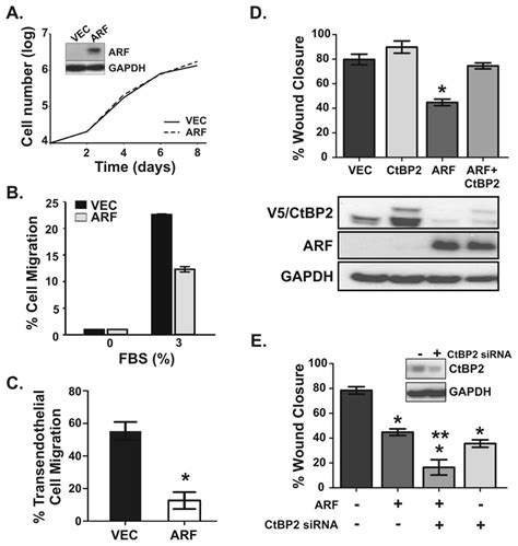 The Arf Tumor Suppressor Inhibits Miapaca 2 Cell Motility In Vitro