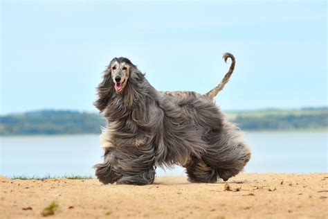 Ra As De Cachorros Mais Bonitas Do Mundo Jovem Pan