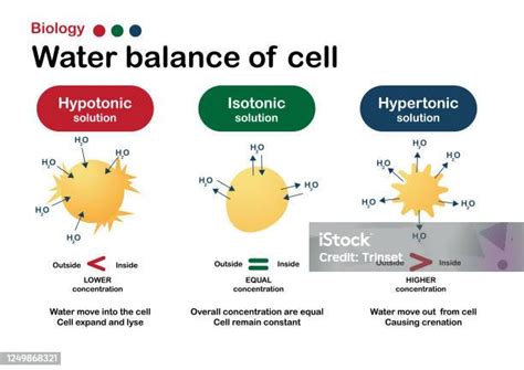 Biology Diagram Show Effect Of Isotonic Hypertonic And Hypotonic