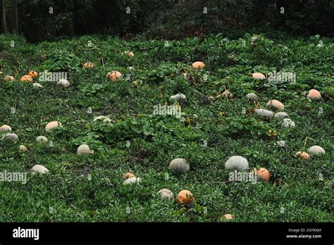 Farmland Field With Gray And Orange Pumpkins Stock Photo Alamy