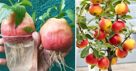 How To Grow An Apple Tree From Seed And Have A Fruitful Tree Home