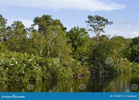 Florida Swamp Stock Image Image Of Gatorland Habitat 12166919