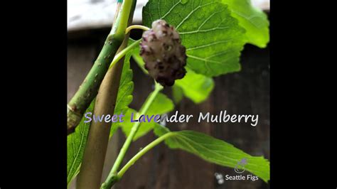 Sweet Lavender Mulberry Pnw Gardening Youtube