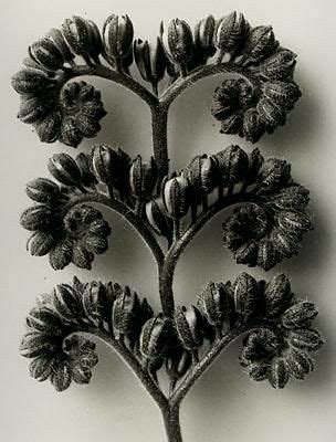 Pin by Ł ıżż ý Ł iż on P Ø ĐĽÍFĖ Karl blossfeldt Seed