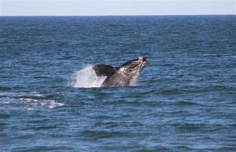 Rota Da Baleia Franca Em Santa Catarina