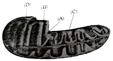 Details More Than Draw The Structure Of Mitochondria Super Hot