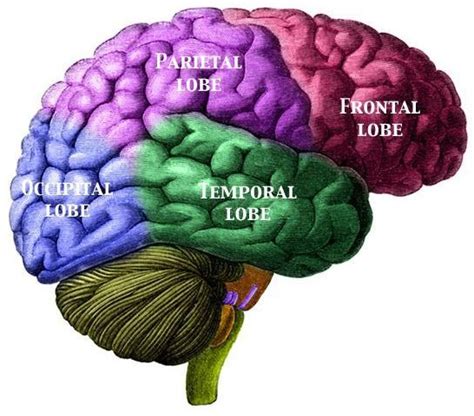 Guide To Basic Brain Anatomy Learn The Parts Of The Brain