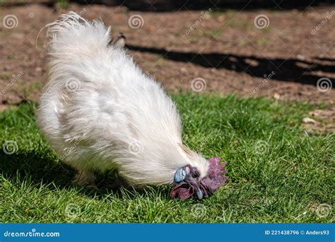 Silkie Chicken Also Known As Silky Or Chinese Silk Chicken Stock Photo