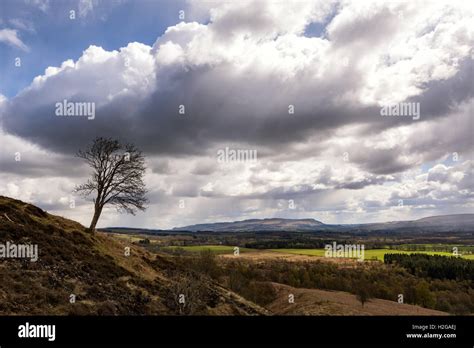 tree   edge stock photo alamy
