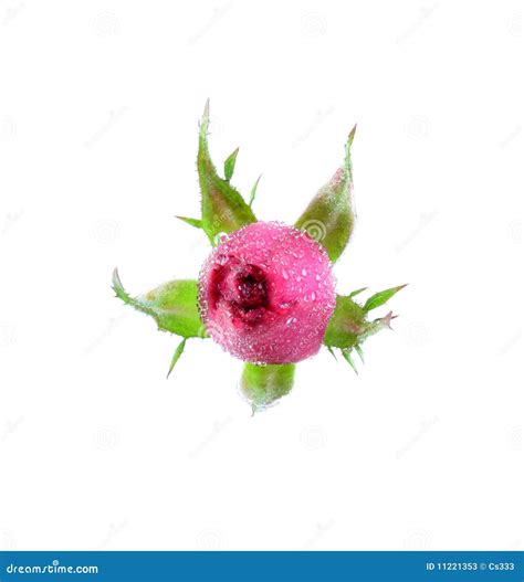 Germoglio Di Una Rosa Con Le Gocce Dell Acqua Immagine Stock Immagine