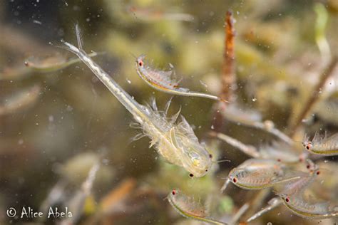 Vernal Pool Fairy Shrimp Branchinecta Lynchi Male Flickr