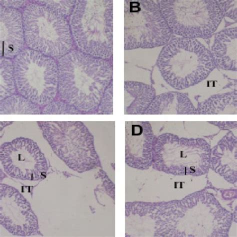 Structure Of The Testis He Staining Magnification 100x Lens A