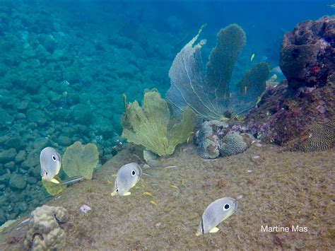 Snorkeling in Anse Chastanet Marine Reserve | Snorkeling in Saint Lucia