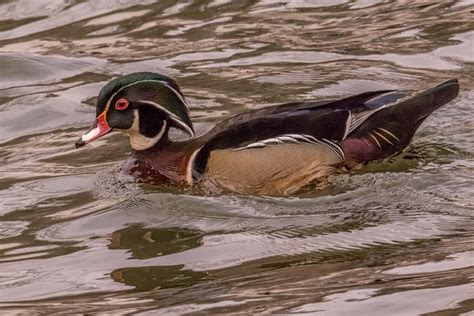 Male Wood Duck in Breeding Plumage | Wood ducks, Breeds, Habitats