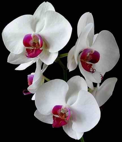 The National Flowers of Indonesia - the Melati, Moon Orchid and ...