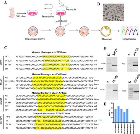 Full Article Multiplexed Genome Engineering For Porcine Fetal