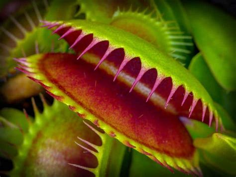 Quelles sont les caractéristiques et le soin des plantes carnivores