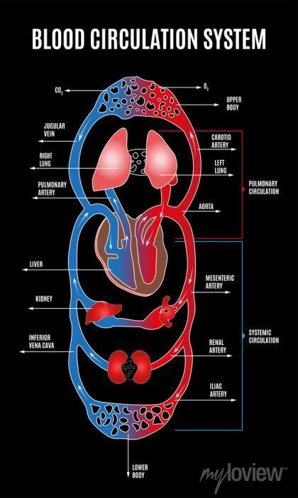 Human Circulatory System Diagram Of Circulatory System With Posters