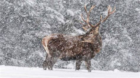 D Nde Y Cu Ndo Va A Nevar Se Espera Medio Metro De Nieve Para El D A