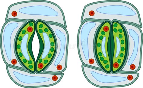 Structure Of Stomatal Complex With Open And Closed Stoma Stock Vector