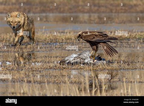 Jackal Eat Hi Res Stock Photography And Images Alamy