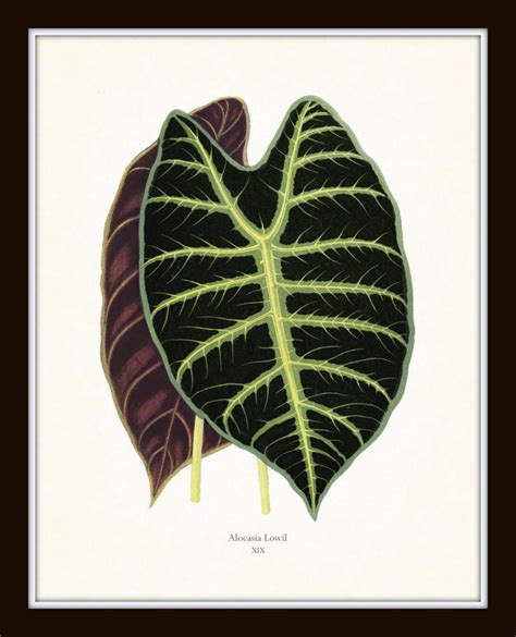 Tropical Leaves Print Set No. 2botanical Prints Botanical | Etsy