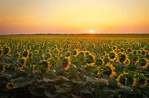 Campos Do Girassol Durante O Por Do Sol Imagem De Stock Imagem De