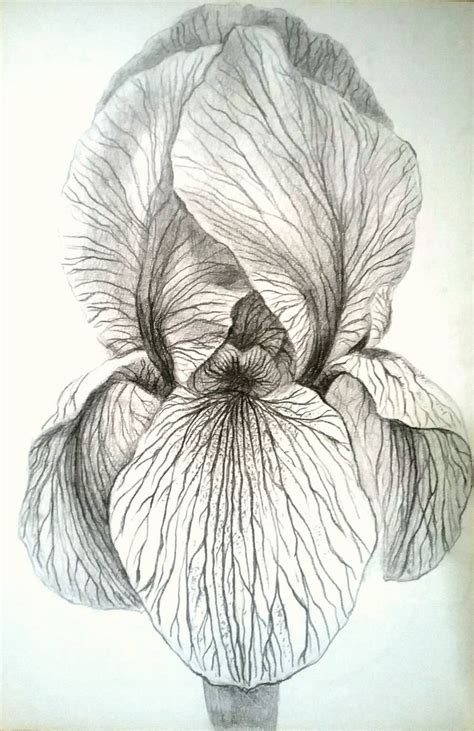 Iris Drawing Iris Drawing Pencil Drawings Of Flowers Floral Drawing