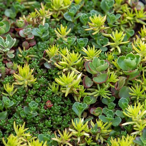 Sedum Carpet Tile Shop Succulent Groudcovers Spring Hill Spring