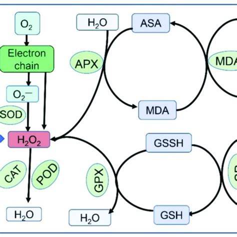 Brief Pathways For Reactive Oxygen Species Scavenging In Plants