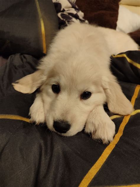 Ostatni Pies Golden Retriever Fci Zkwp Szkolna Olx Pl