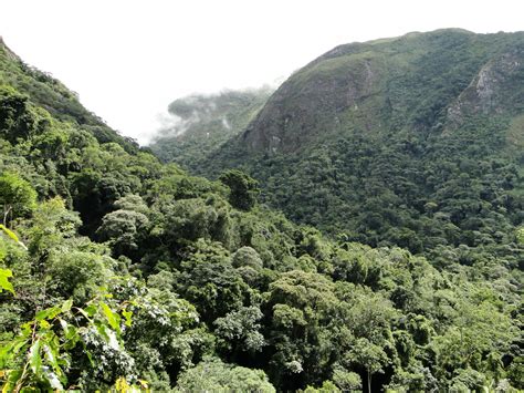 Mares De Morros Vegetação - Vegetação Do Mares De Morros - BINKEDU