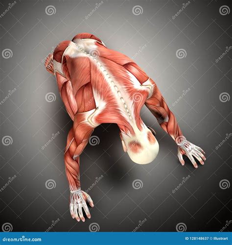 3d Render Of A Male Medical Figure In Kneeling Position Stock Illustration Illustration Of