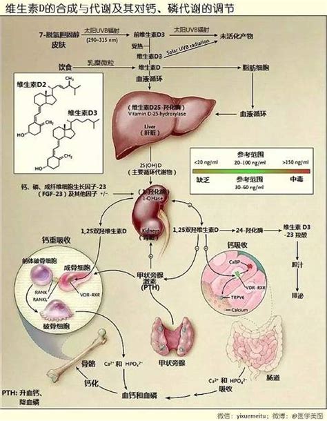 一图读懂：维生素d的合成与代谢及其对钙、磷代谢的调节 Medscicn