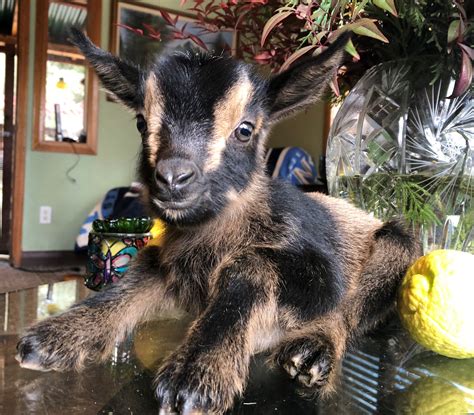 Nigerian Dwarf Baby Goats for Sale in Placerville, Northern California