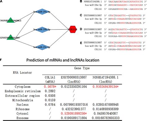 Frontiers Identification Of Lncrnamirnamrna Networks In Circulating