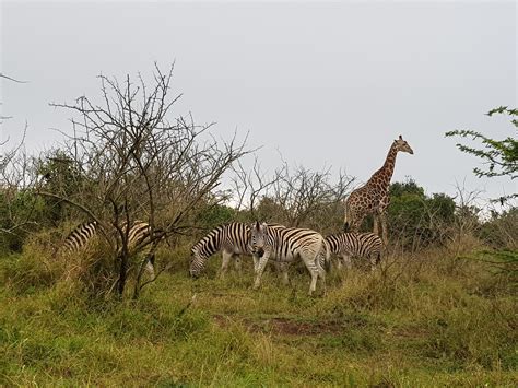 HluhluweImfolozi Park South Africa Wild Safari Guide