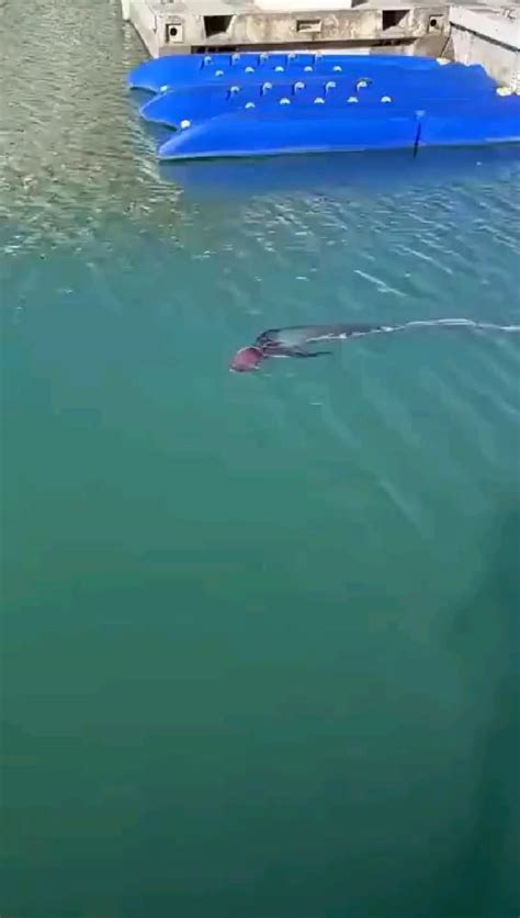Pin by makropotografek on أسماك | Funny animal videos, Funny animals ...